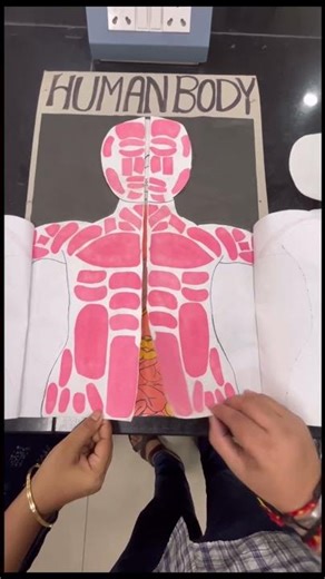 Subscribe if you like Skeleton, Muscles & Organs model|Body Model for Students #scienceproject