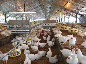 Sri Lanka - One Health Poultry Hub
