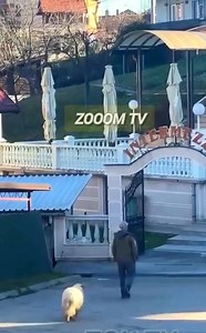 BANJA LUKA: Jedna ovca toliko voli svog vlasnika da mu ne da ni u kafanu bez nje. Ulazak ovce u kafic je prvo naveo goste na čuđenje, a potom i na oduševljenje. Banja Luka danas | ZOOOM TV