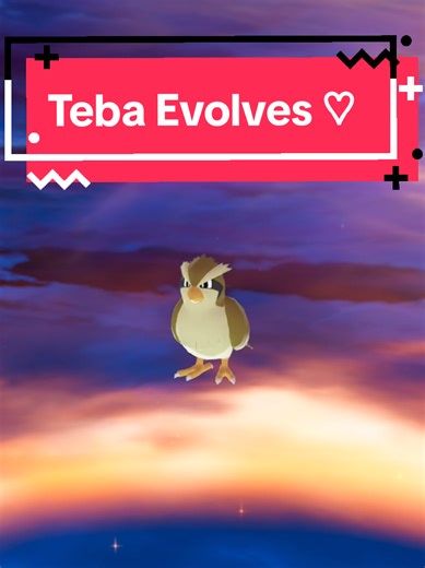 ☆Shiny evolution☆ Since i have so many shiny pidgeys i decided i'll have a pidgeotto and pidgeot as well ○ ○ ○ ○ #fyp #pokemonza #shinypokemon #nintendoswitch2 #pokemontiktok