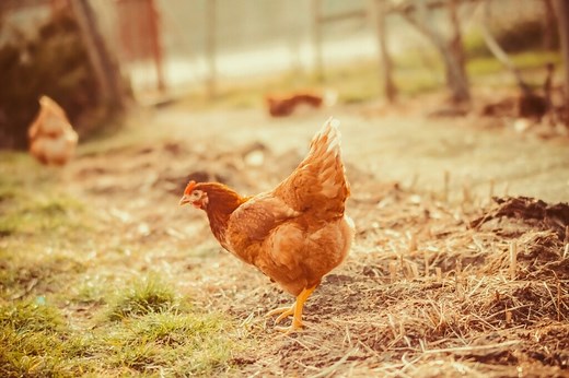 Quelle est la différence entre une poule et un poulet ?