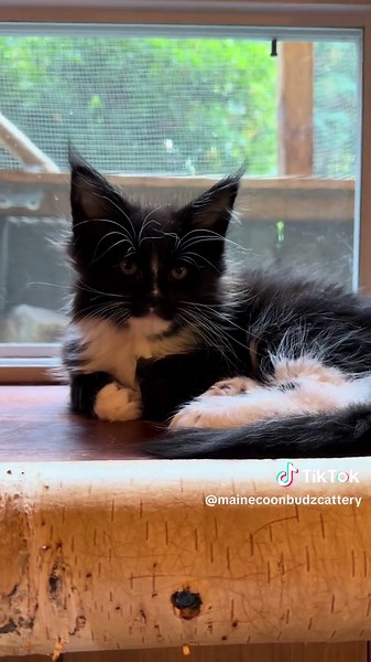 Mr. Whiskers: Adorable Tuxedo Maine Coon Kitten