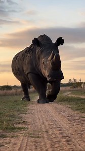 1.3K views · 15 reactions | The black rhinoceros is critically...
