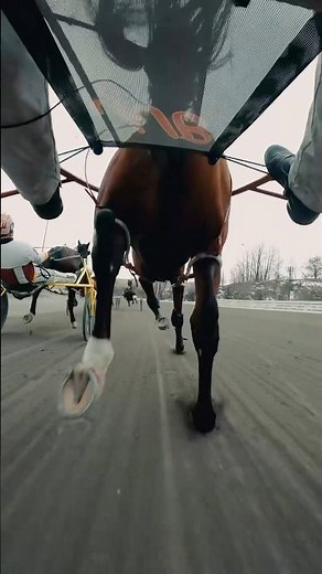 Harness racing #horseracing #harnessracing #harness