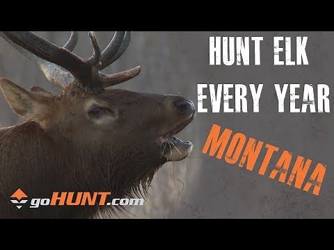 Hunt Elk Every Year: Montana and the goHUNT INSIDER