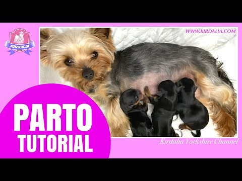 PARTO-TUTORIAL hembra primeriza YORKSHIRE TERRIER