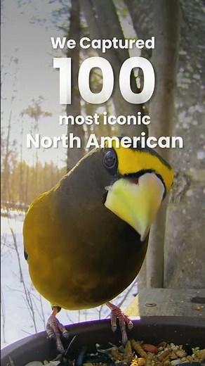 🩷Tap below to watch full video -100 North American backyard birds