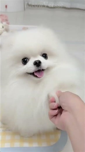 Cutest Begging Face Ever 😻 #shorts #cat #dog