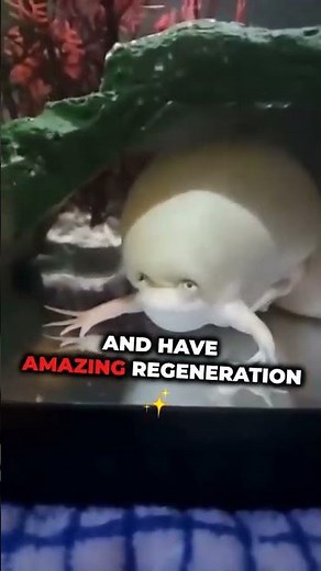 Amazing Albino Clawed Frog #AfricanClawedFrog #AlbinoFrog #amphibians