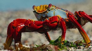 The beautiful wildlife of the Galapagos | CNN