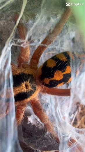 Pumpkin Patch Tarantula Webbing 🕸️🕷️