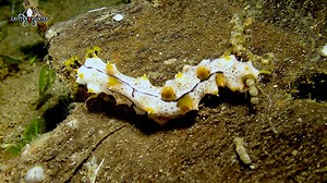 The sea cucumber, an ocean-dwelling echinoderm, engages in a fascinating natural process when it comes to excretion. As part of its unique digestive system, the sea cucumber expels waste through a remarkable phenomenon often humorously referred to as "pooping." This expulsion involves the release of filtered water and undigested particles, contributing to the intricate balance of marine ecosystems. Despite its amusing context, sea cucumber pooping plays a crucial role in nutrient cycling and mai