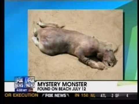 The Montauk Beach Monster Revealed