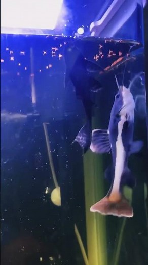 Monster Red Tail Catfish Feeding Time 🐟🔥