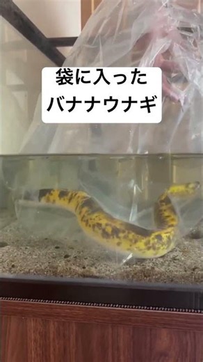 袋に入れられたバナナウナギ #アクアリウム #うなぎ