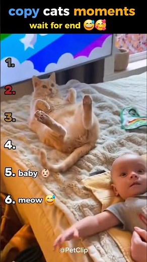 try not to laugh #ranking #funny #shorts #copy