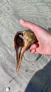 3.7K views · 45 reactions | Beach creatures in Southwest Florida呂 #seashells #seacreatures #swfl | Let's Go Shelling | Facebook
