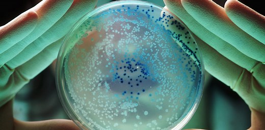 ‘E. coli’ is one of the most widely studied organisms – and that may be a problem for both science and medicine