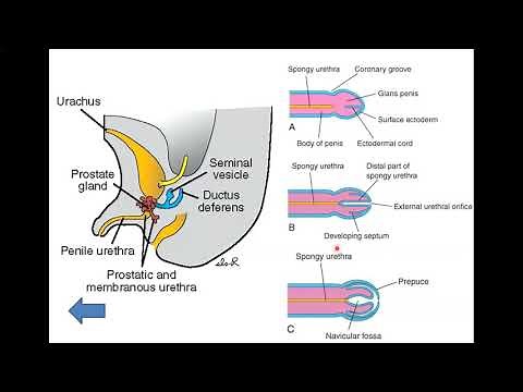 Development of the Urethra - Dr. Ahmed Farid