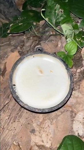 Rubber Tree Milking Process #asmr #howitsmade #rubbertapping