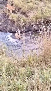 A zebra kicks a lion's face during an underwater battle | Confianza Infundada
