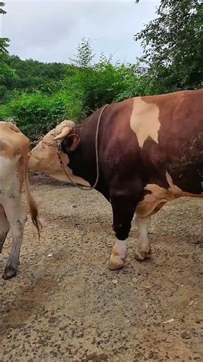 Raising animals is very difficult Record daily life Station#39