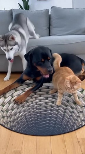 Fearless Cat Shows the Dogs How to Cross the Pit #CatConfidence #DogVsCat #3DRug #OpticalIllusion #SmartCat #FunnyPets #fyp | SmartClip Station
