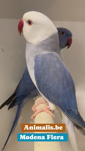7.6K views · 155 reactions | Perruche à collier 列 | Animalis.be | Facebook