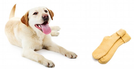 My Dog Ate A Sock - What To Do And What Happens Next...