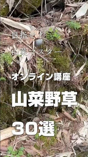 【野草食協会】オンライン野草講座〜春の山菜野草30種類以上の見分け方を学べます。