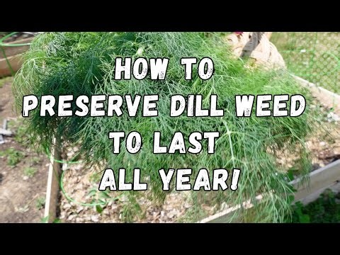 How to Dry Dill