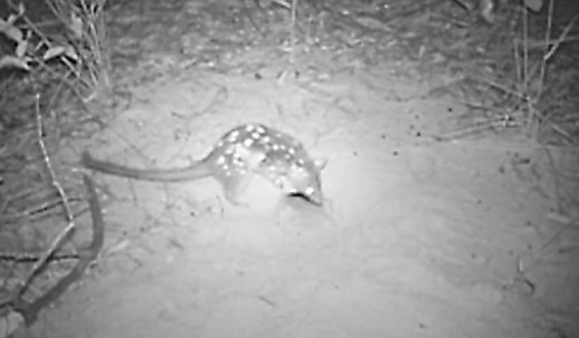 Endangered Hopping Mouse Caught on Film for the First Time