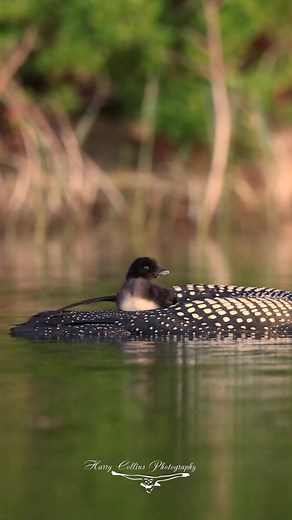 25K views · 1K reactions | Some more loons up in Maine #wildlifephotography #babyanimals #nature #animals | Harry Collins Photography | Facebook