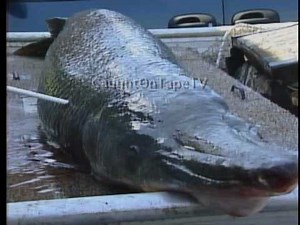 Rare Alligator Gar Fish Caught - River Monster!