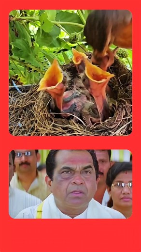 కాకి పిల్లను ఎప్పుడైనా చూసారా 😱🤯 | STK FACTS