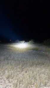 Just checking in on our gate gaurd . He’s a bit honorary. #badger #texas #outdoors #texasnights | Wade Chandler