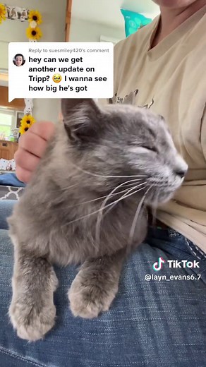 Understanding Cat Drooling: Normal or Concerning?