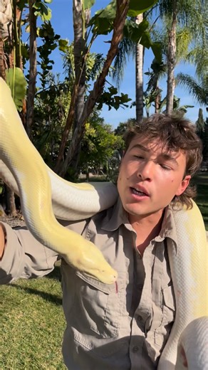 Joseph Hart, REPTILE HUNTER on Instagram: "What should we name this snake?! This is one of our newest additions! He’s an Ivory Burmese Python who was born blind. This is my first time seeing this type birth defect in a snake. Although it may seem sad that he can’t visually see, it’s alright, this snake can see the world in different ways. Snakes have a great sense of smell, in which they use their tongues and an organ in the inside of their mouth called the jacobson’s organ. Some snakes, includi