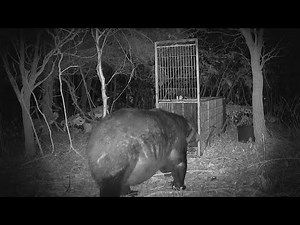 [Brown Bear News] Big belly! "400kg giant bear" caught on camera - appearing daily across a wide ...