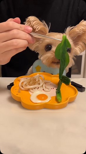 Olive 🐾 on Instagram: "Ohh olive eating noodles 🍝 #dog #doglover #viral #viralvideos #view #cute #animallovers #animals #eat"