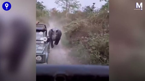 Shock on safari: Enraged rhino attacks tourists on safari