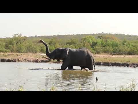Elephant Splashing and Spraying Water Like a Boss