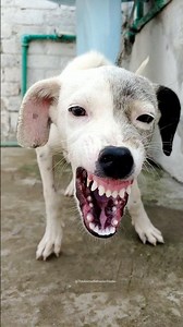 😡 Angry Little Puppy Sound | Fierce Growling”