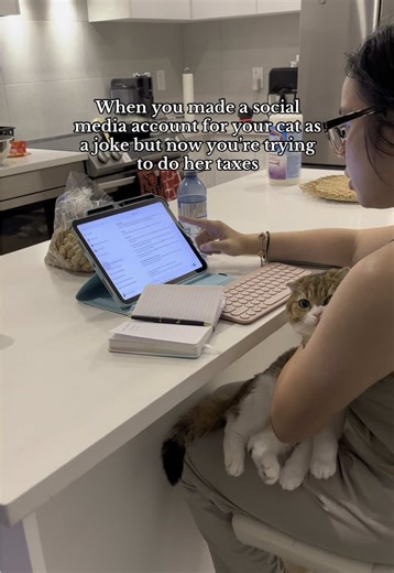 Hilarious Cat Tax Adventures You Can't Miss