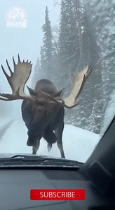 Wild Animal Encounters on Reels