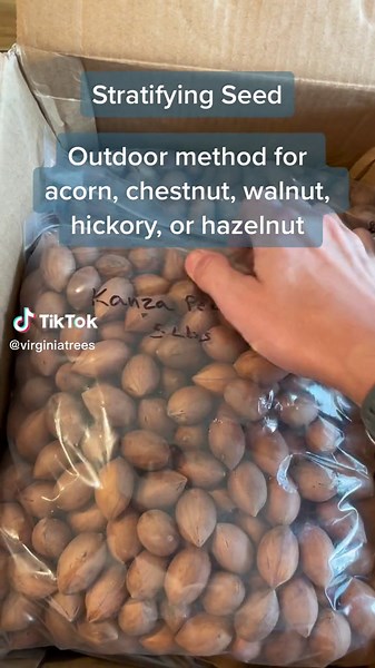 Outdoor Tree Seed Cold Stratification Guide
