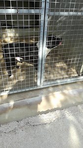 96K views · 796 reactions | CE TYPE STAFF, 1er CATEGORIE, M A FAIT DE...