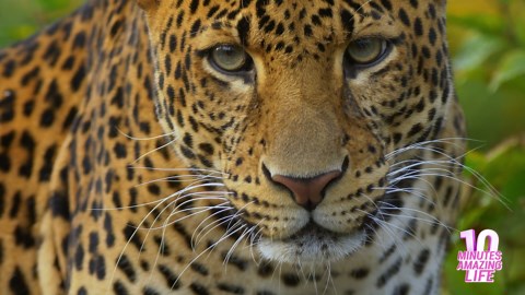 Is This Leopard Tracking Movement?