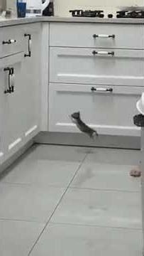 🐱🔑 Cats vs. Realtors: A Purr-fect Match! 🔑🐱