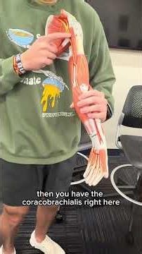 Muscles of the Arm 💪💪